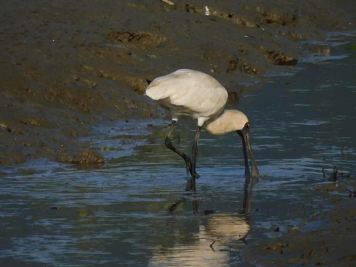 Royal Spoonbill - ML646778415
