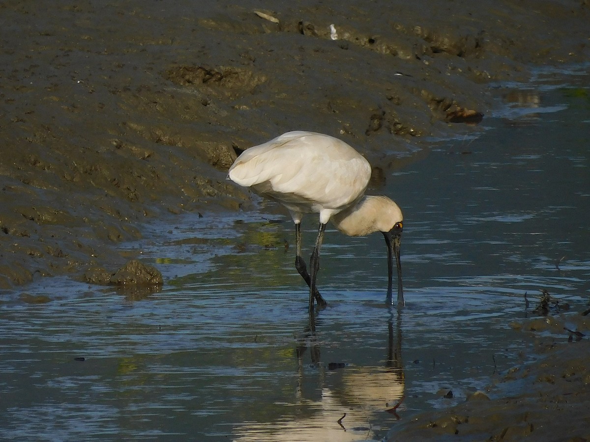 Royal Spoonbill - ML646778416