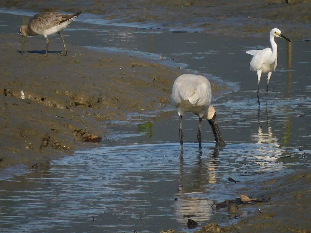 Royal Spoonbill - ML646778417