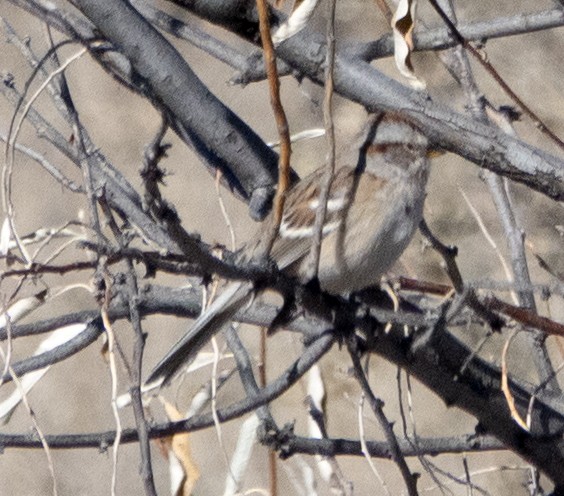 American Tree Sparrow - ML646778428