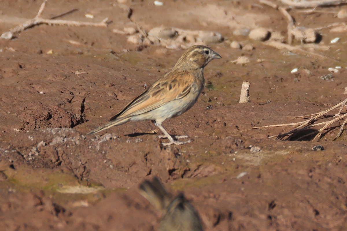 Бледная овсянка - ML646778429