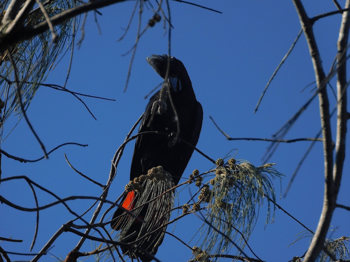 Краснохвостый траурный какаду - ML646778431