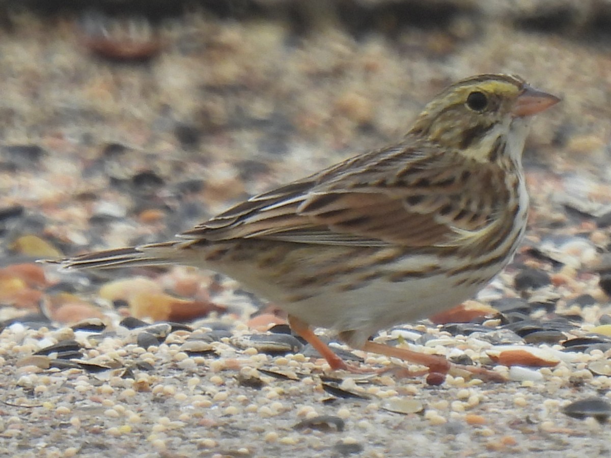Savannah Sparrow - ML646778432