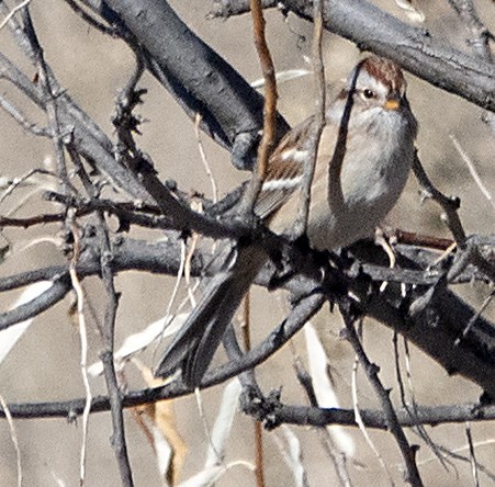 American Tree Sparrow - ML646778434