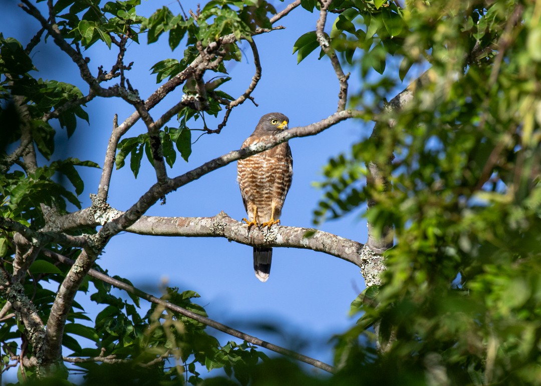 Roadside Hawk - ML646778449