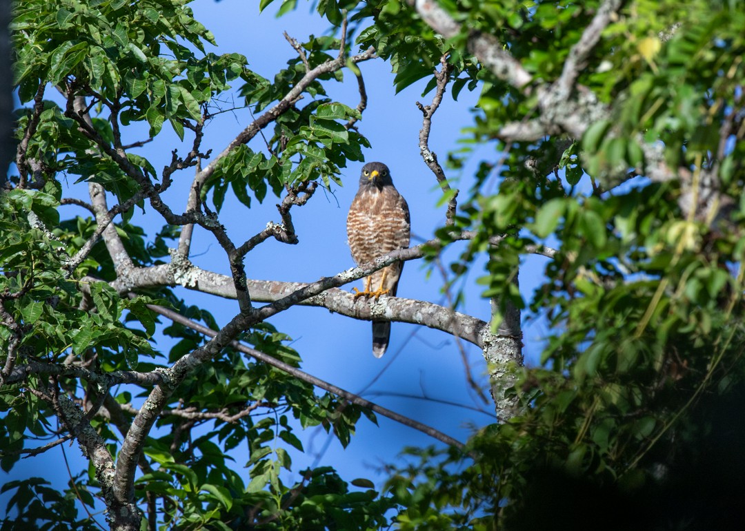 Roadside Hawk - ML646778450