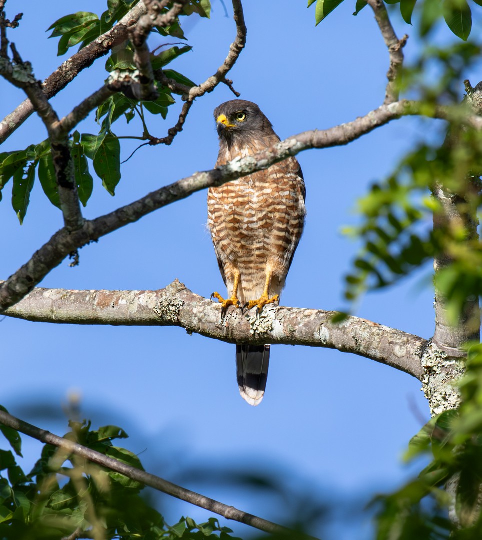 Roadside Hawk - ML646778451