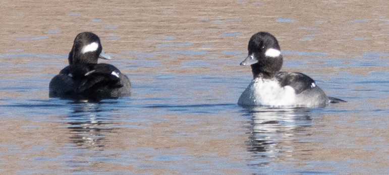Bufflehead - ML646778458