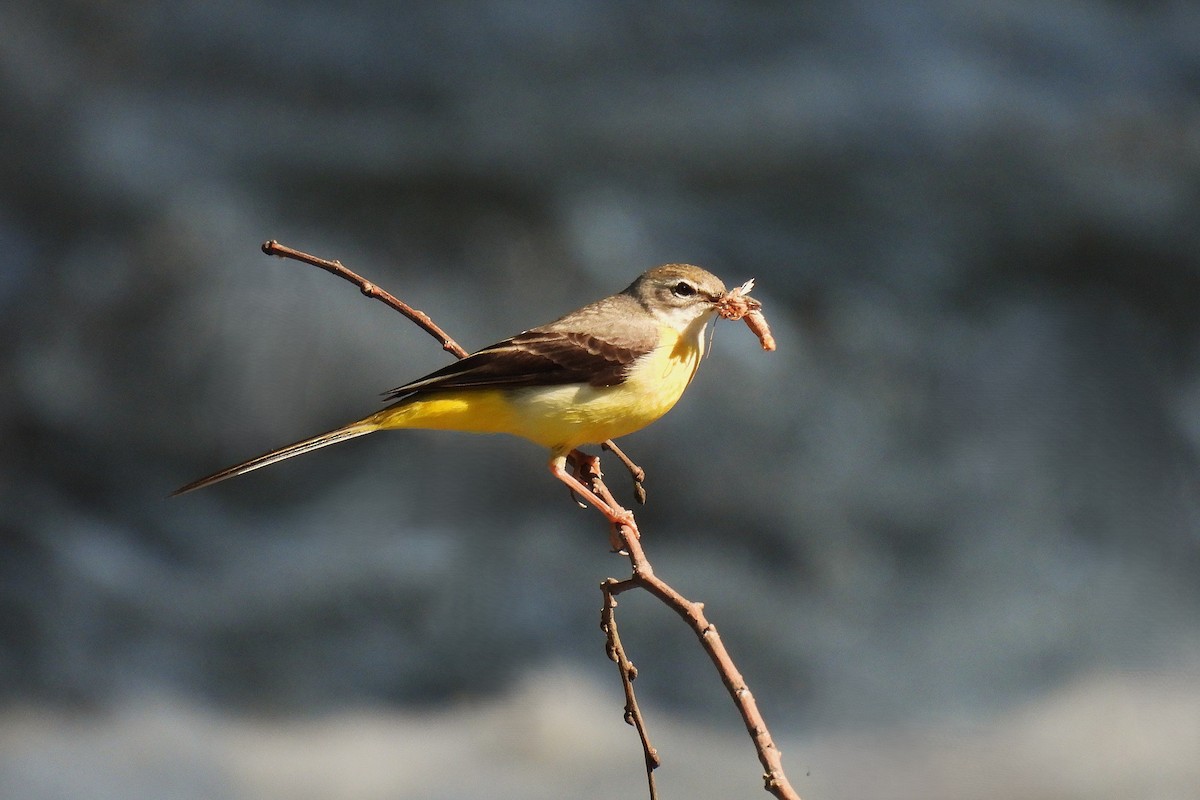 Gray Wagtail - ML646778459
