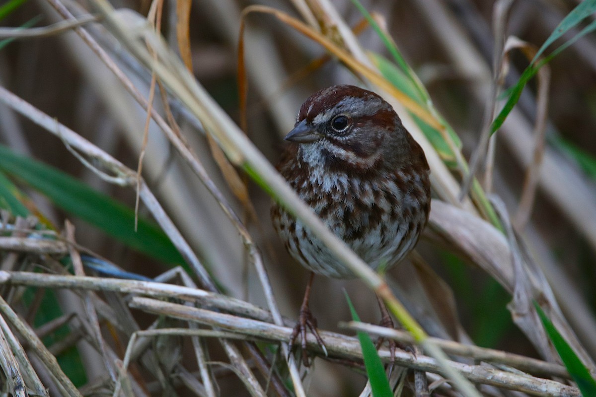 Song Sparrow - ML646778461