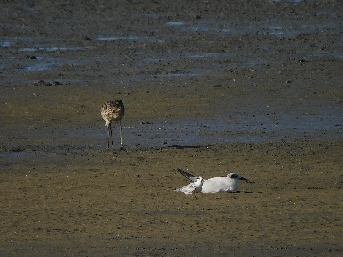 Zwergseeschwalbe - ML646778476