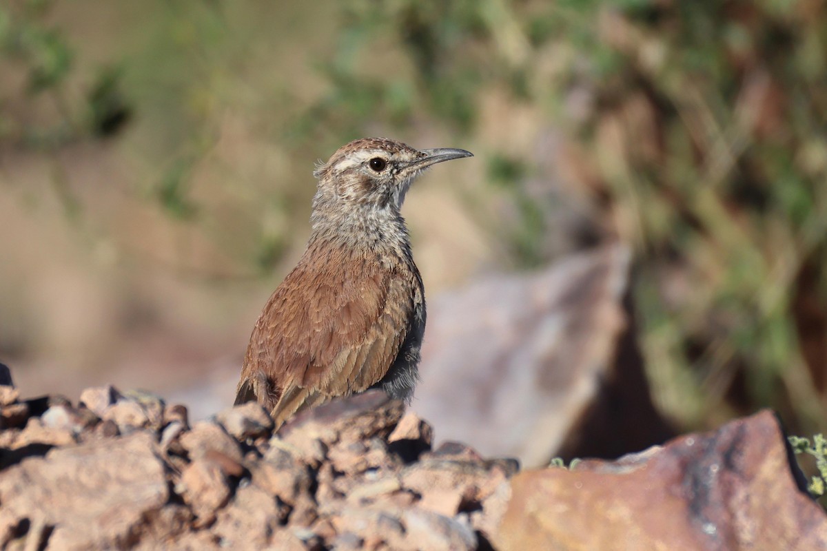 Karoo Long-billed Lark - ML646778477