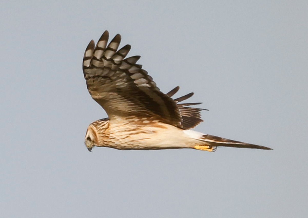 זרון תכול - ML646778484
