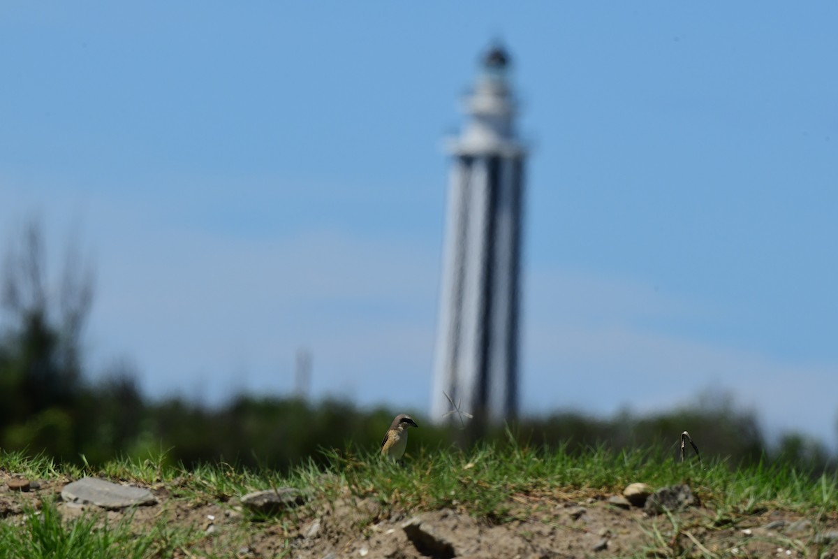 Alcaudón Pardo - ML646778485