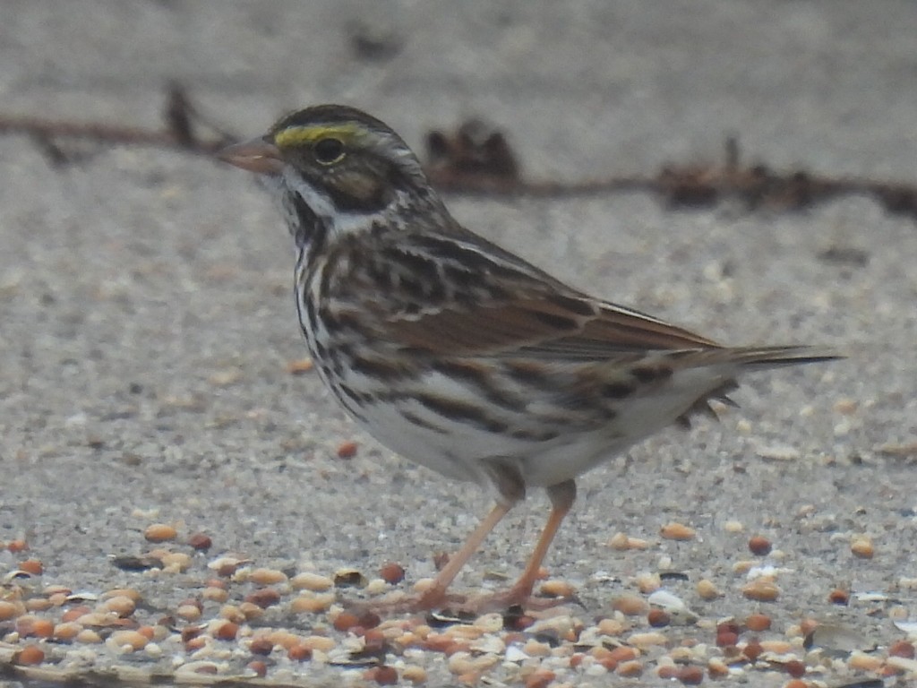 Savannah Sparrow - ML646778486