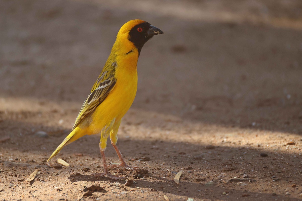 Tejedor Enmascarado - ML646778487