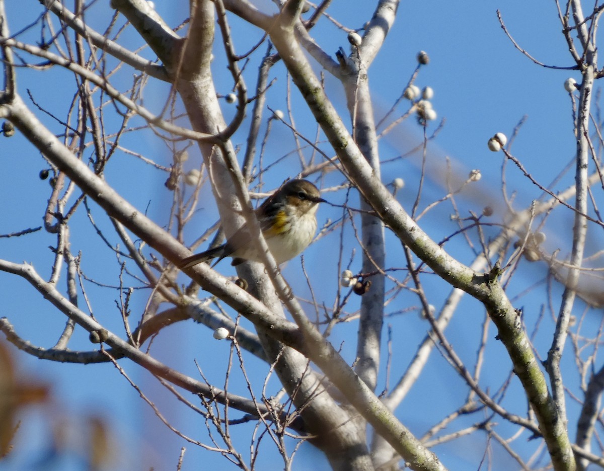 Reinita Coronada - ML646778489