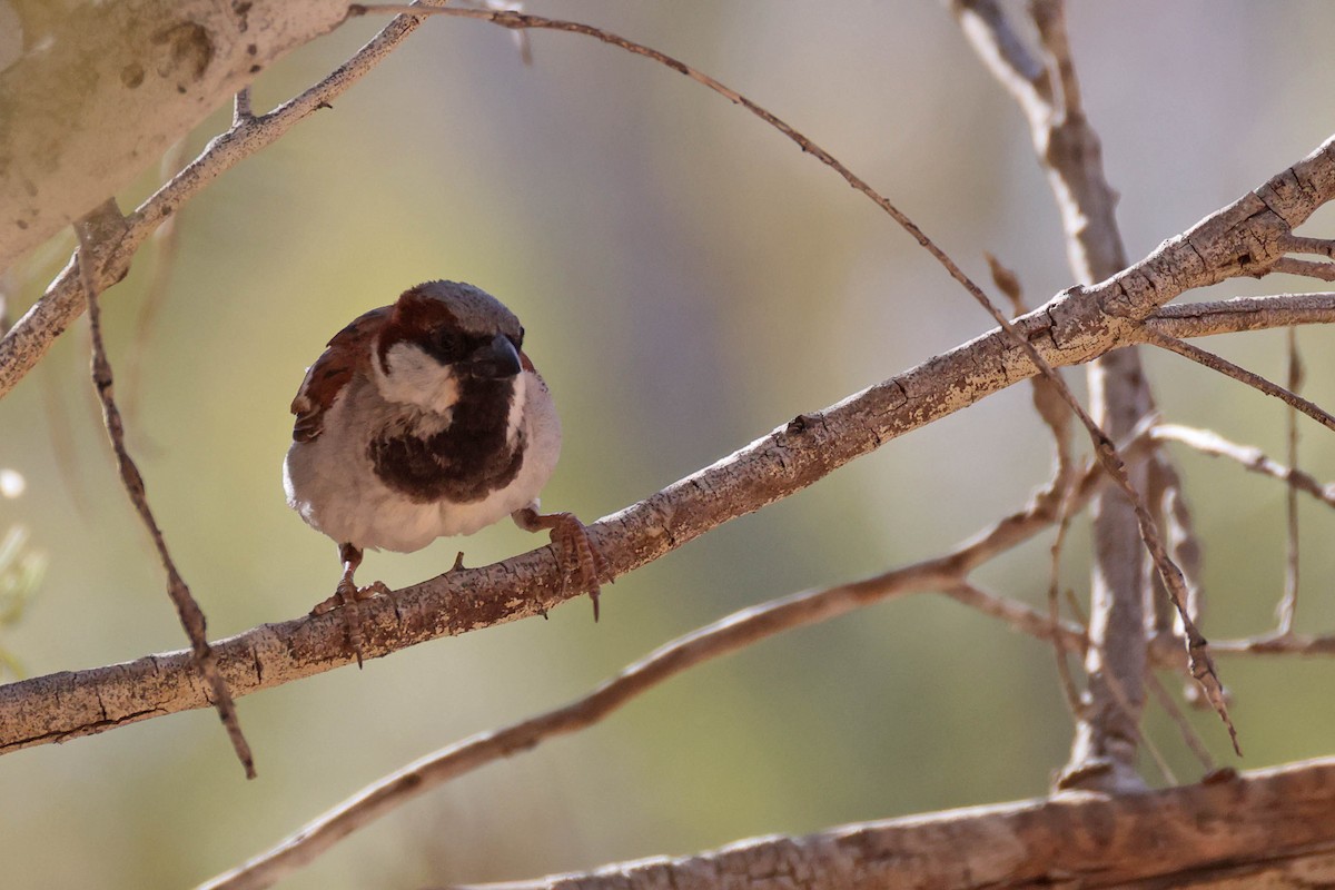 Gorrión Común - ML646778490