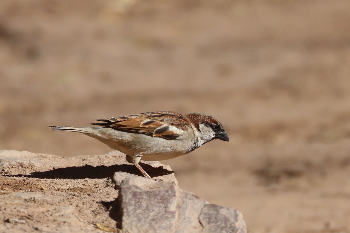 Gorrión Común - ML646778491