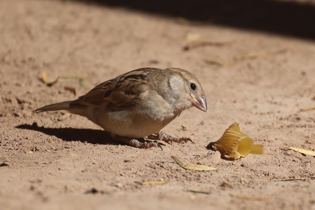 Gorrión Común - ML646778492