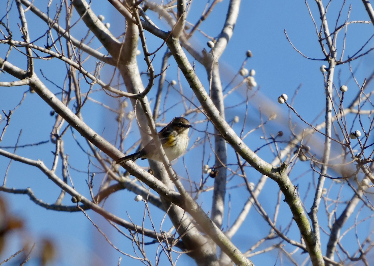 Reinita Coronada - ML646778493