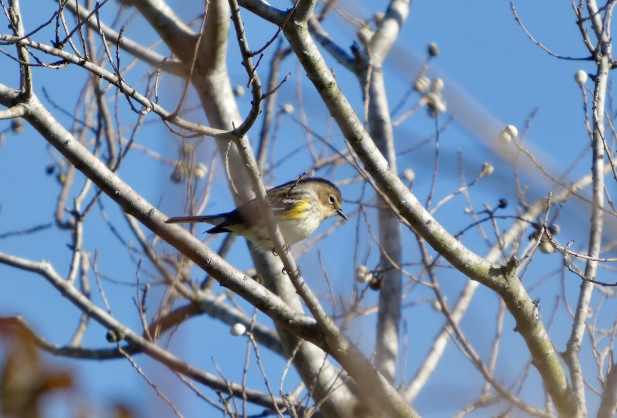 Reinita Coronada - ML646778494