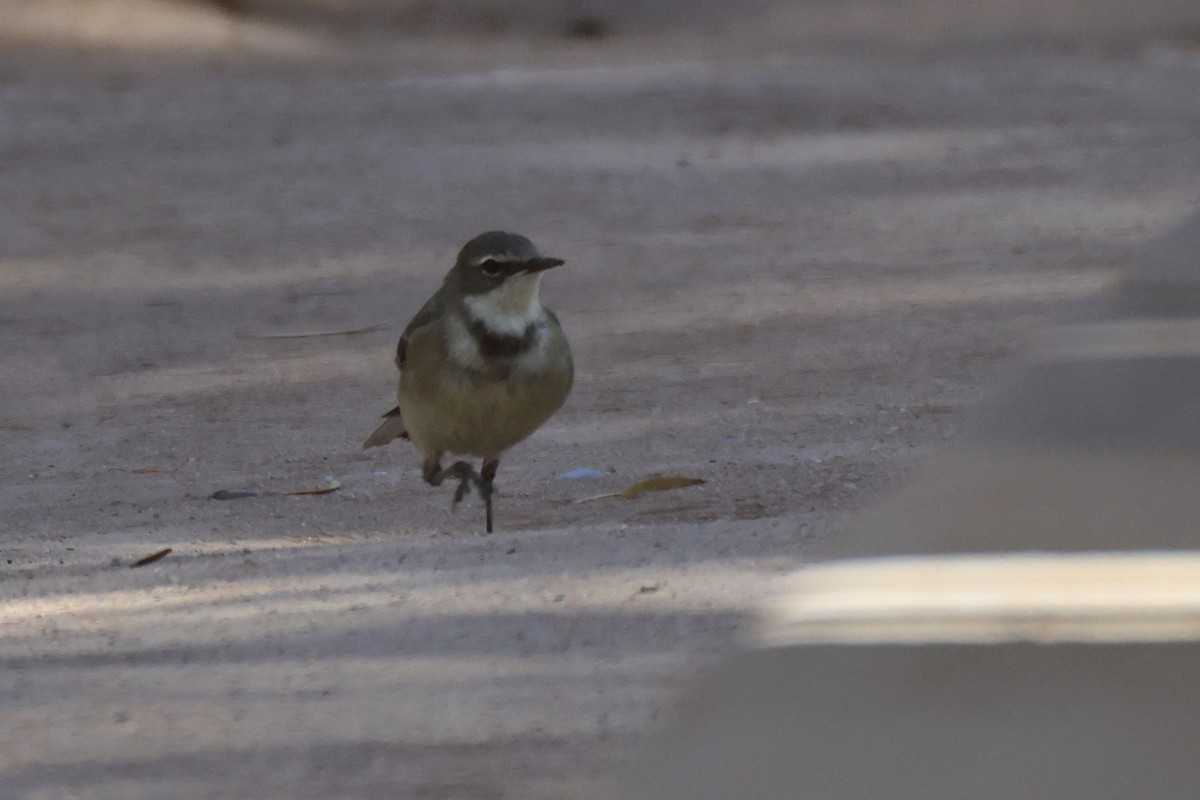 Lavandera de El Cabo - ML646778495