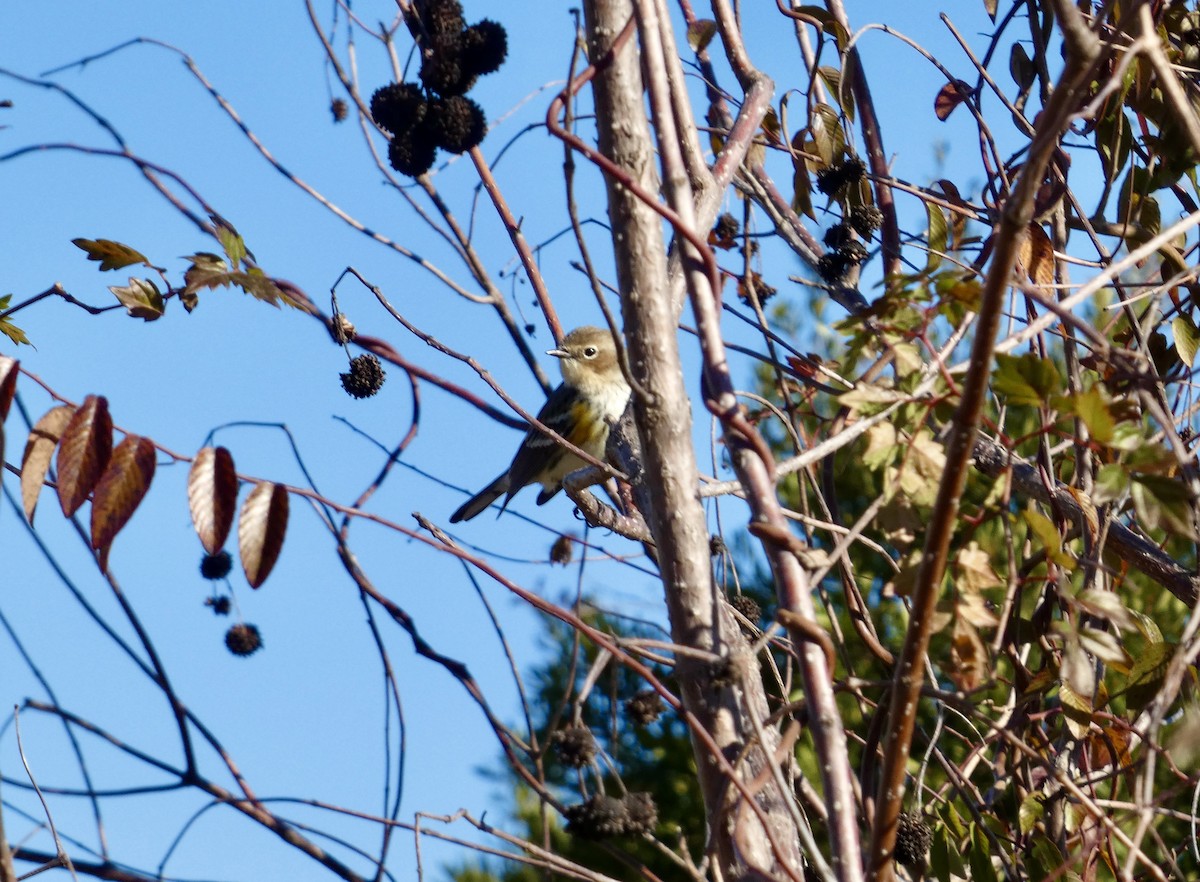 Reinita Coronada - ML646778496