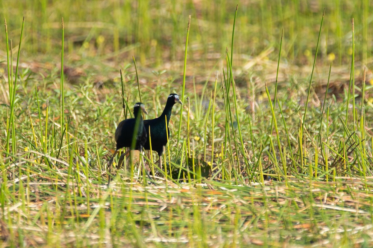 Jacana Bronceada - ML646778498