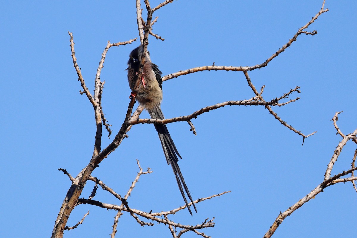 Pájaro Ratón Dorsiblanco - ML646778499