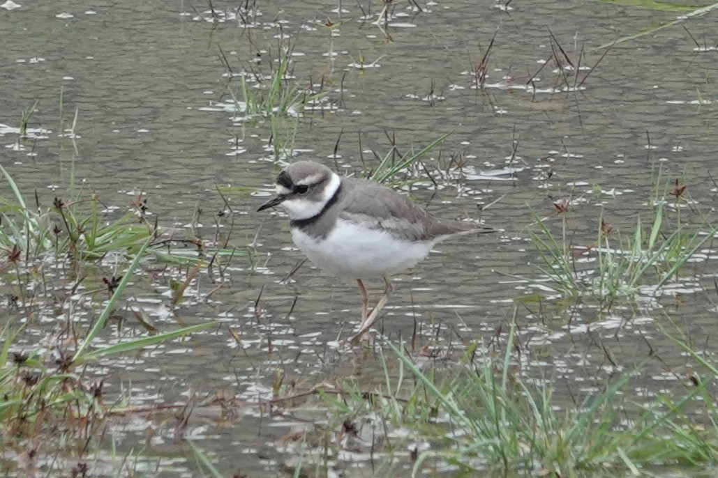 Bambusícola China - ML646778500