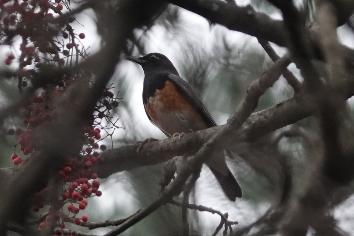 Bambusícola China - ML646778501