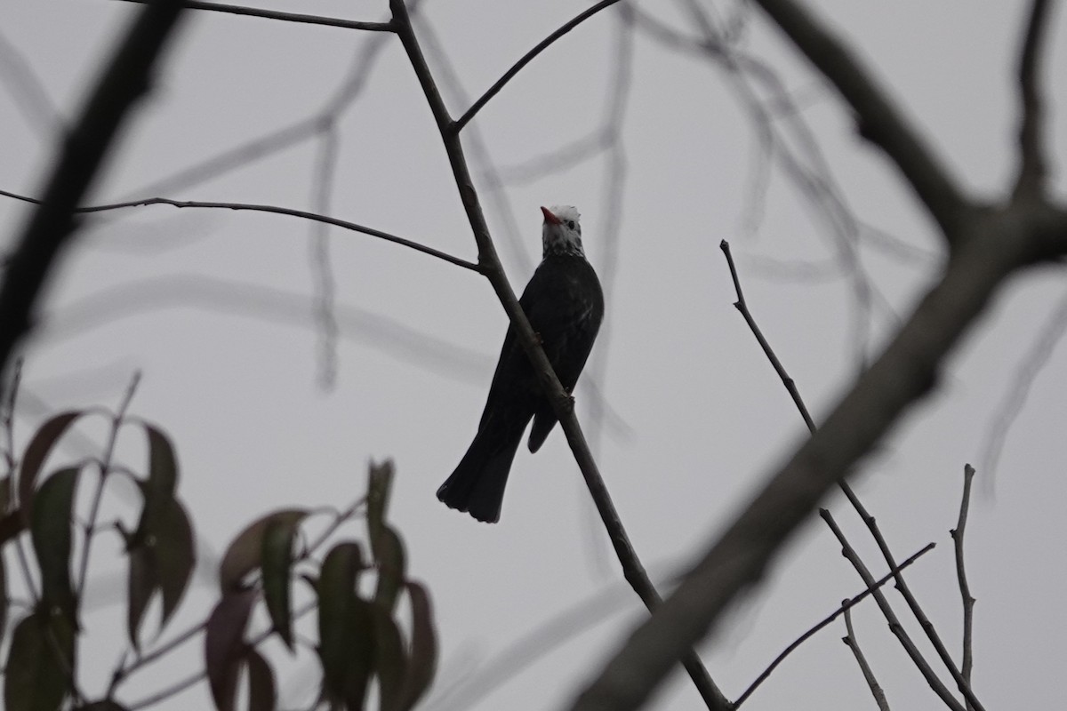 Bambusícola China - ML646778502