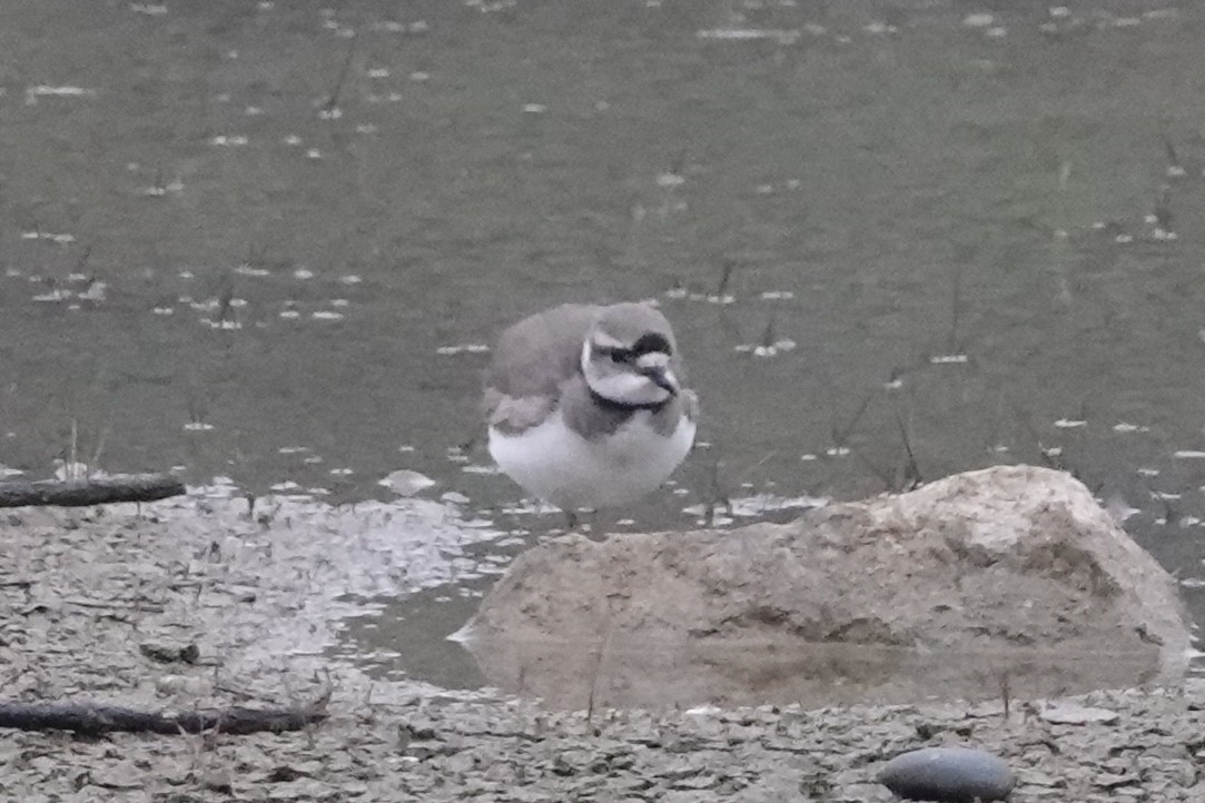 Bambusícola China - ML646778503