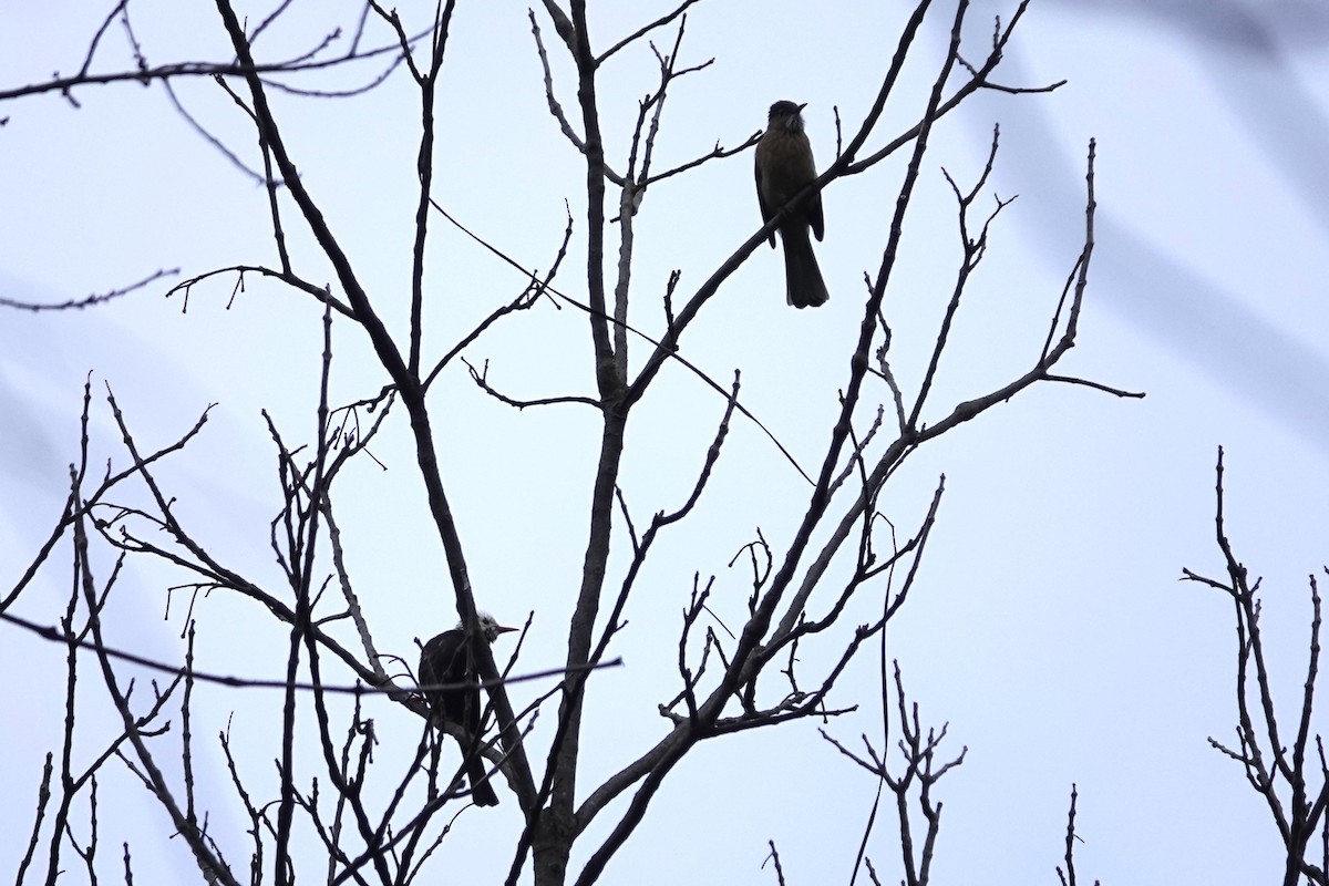 Bambusícola China - ML646778504