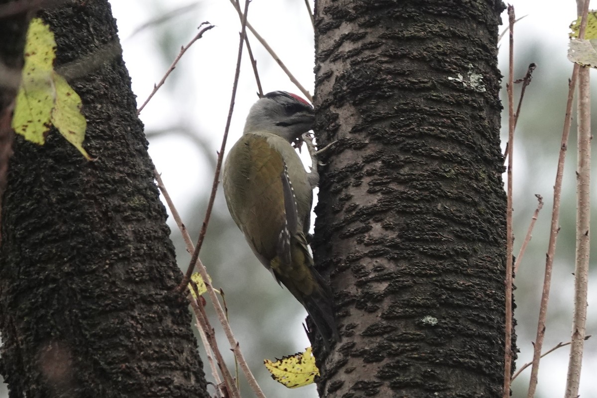Bambusícola China - ML646778505