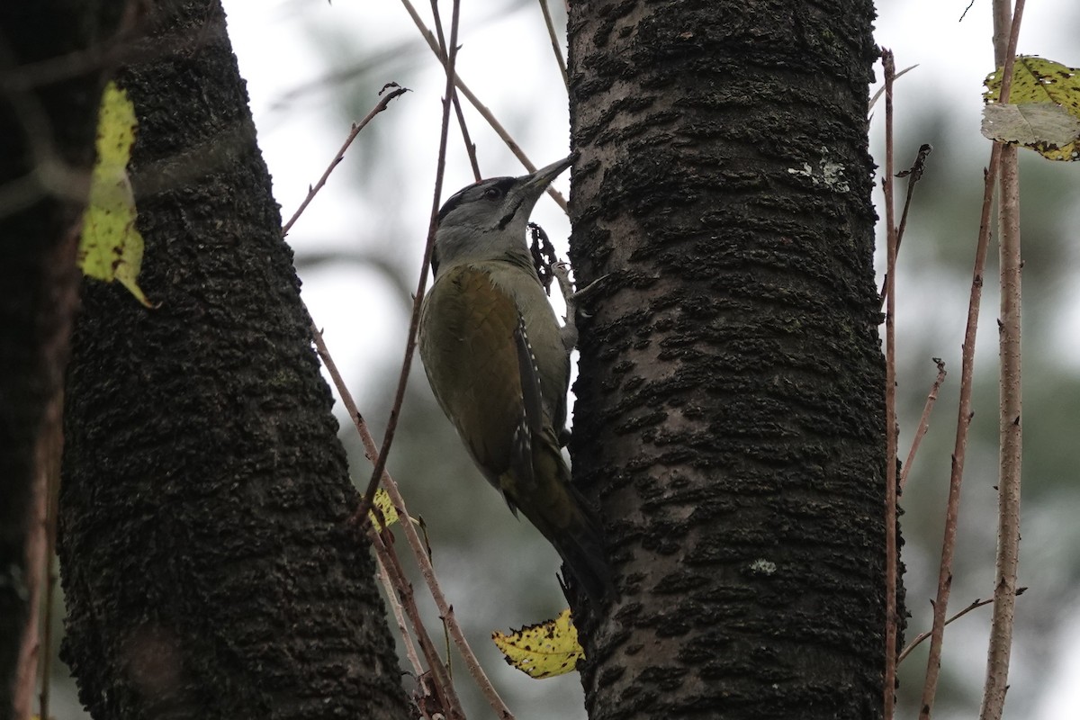 Bambusícola China - ML646778506