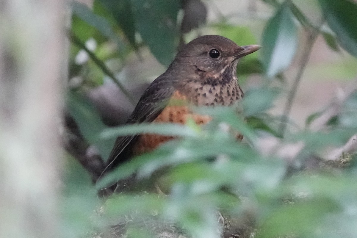 Bambusícola China - ML646778507