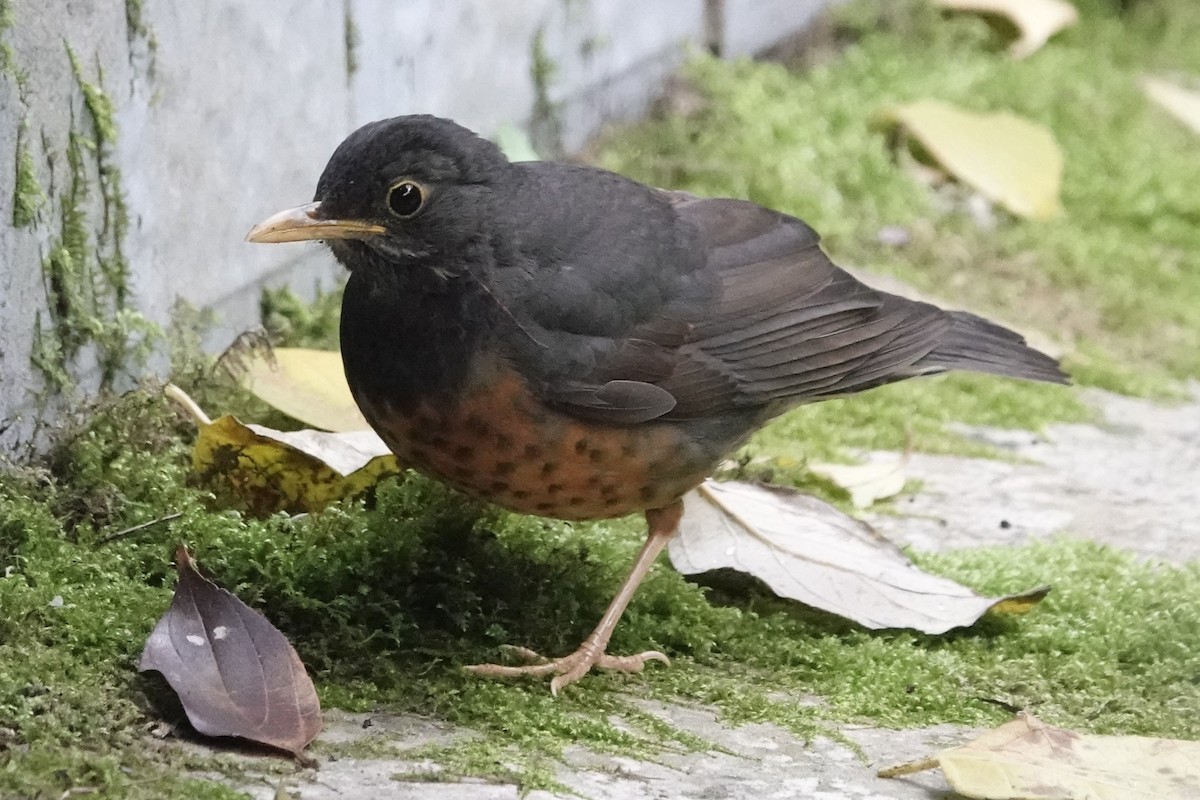 Bambusícola China - ML646778508