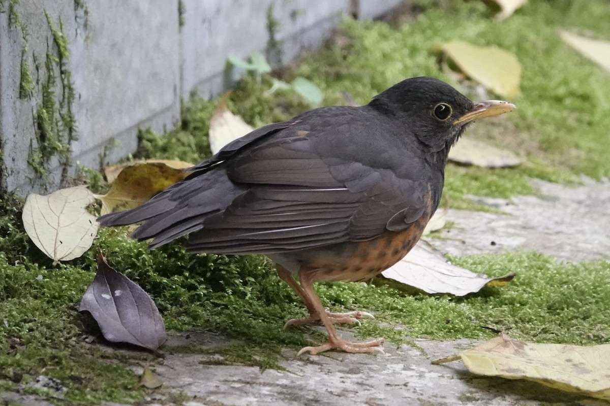 Bambusícola China - ML646778509