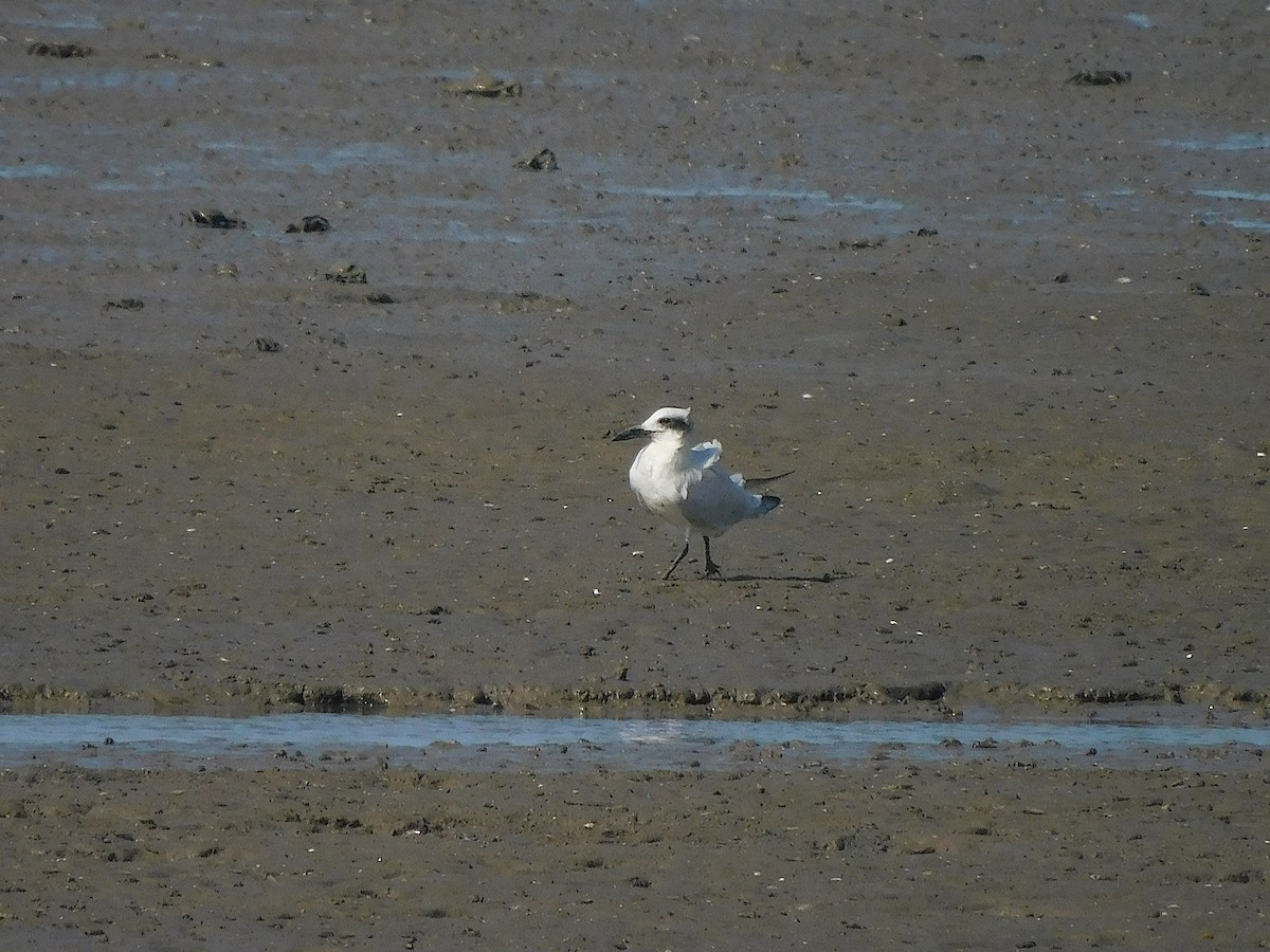 Pagaza Australiana - ML646778510