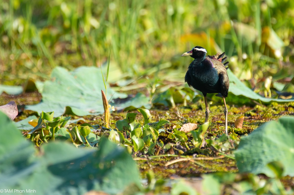 Jacana Bronceada - ML646778511