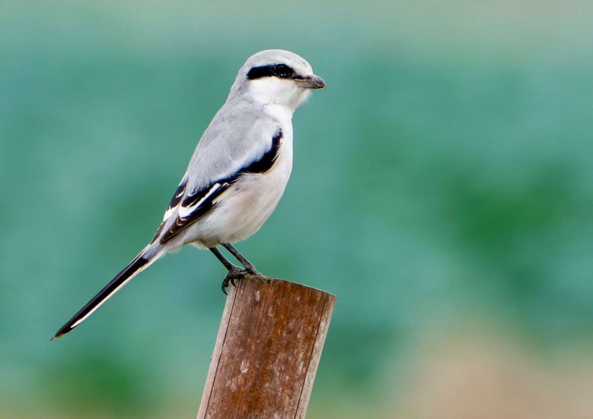 Alcaudón Chino - ML646778515
