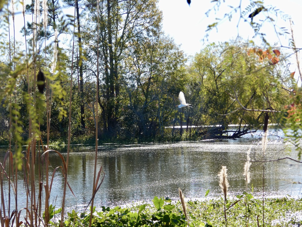 Garceta Grande - ML646778516