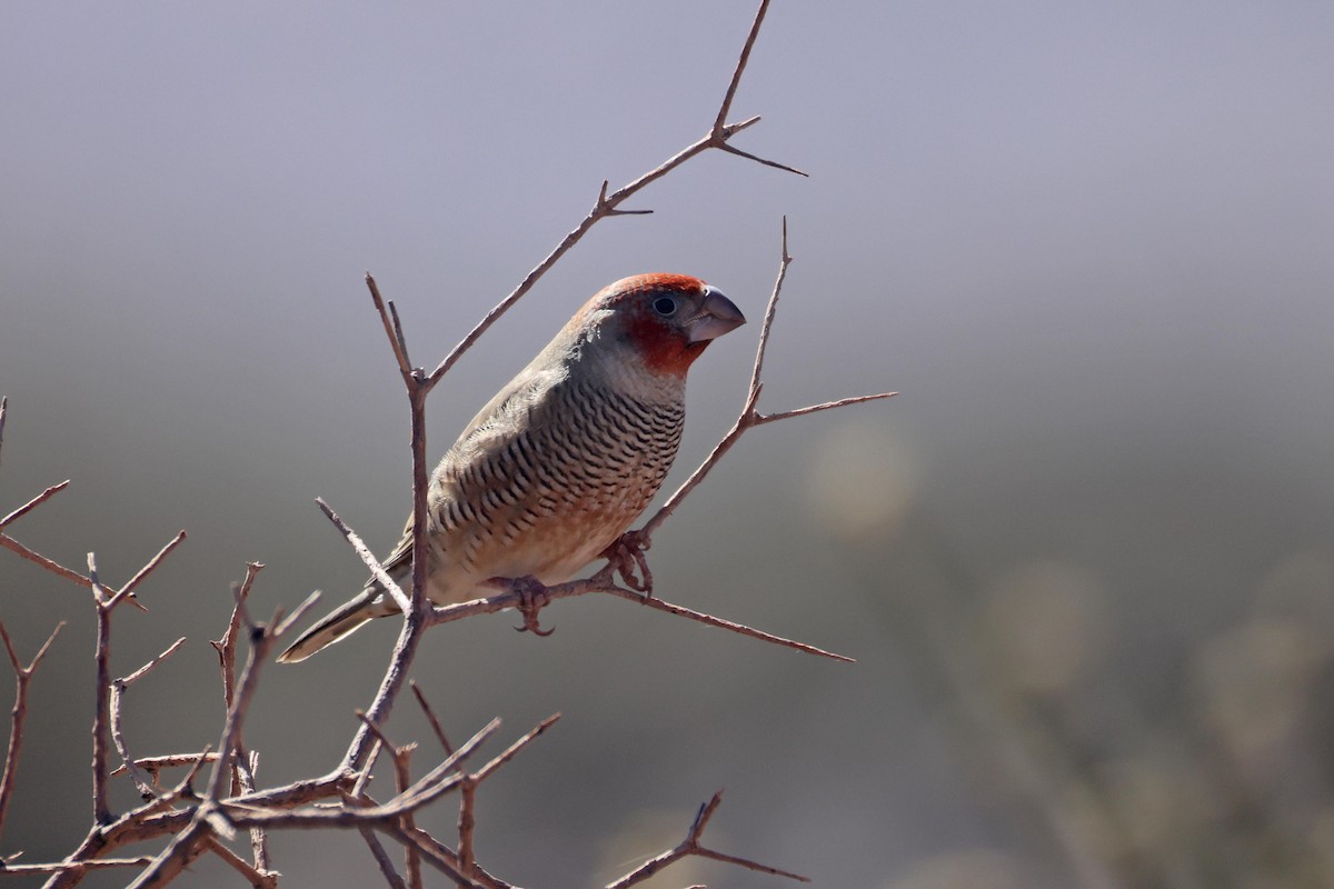 Estrilda Cabecirroja - ML646778518