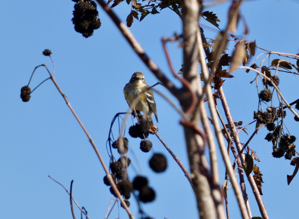 Reinita Coronada - ML646778519