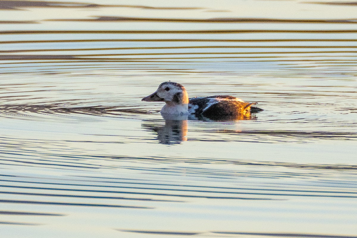 Telkuyruk - ML646778524