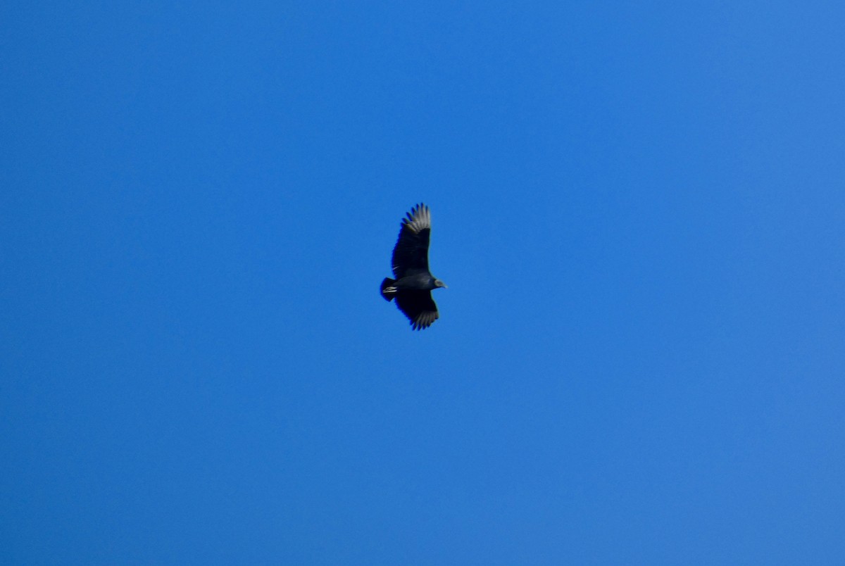 Karga Akbabası - ML646778534