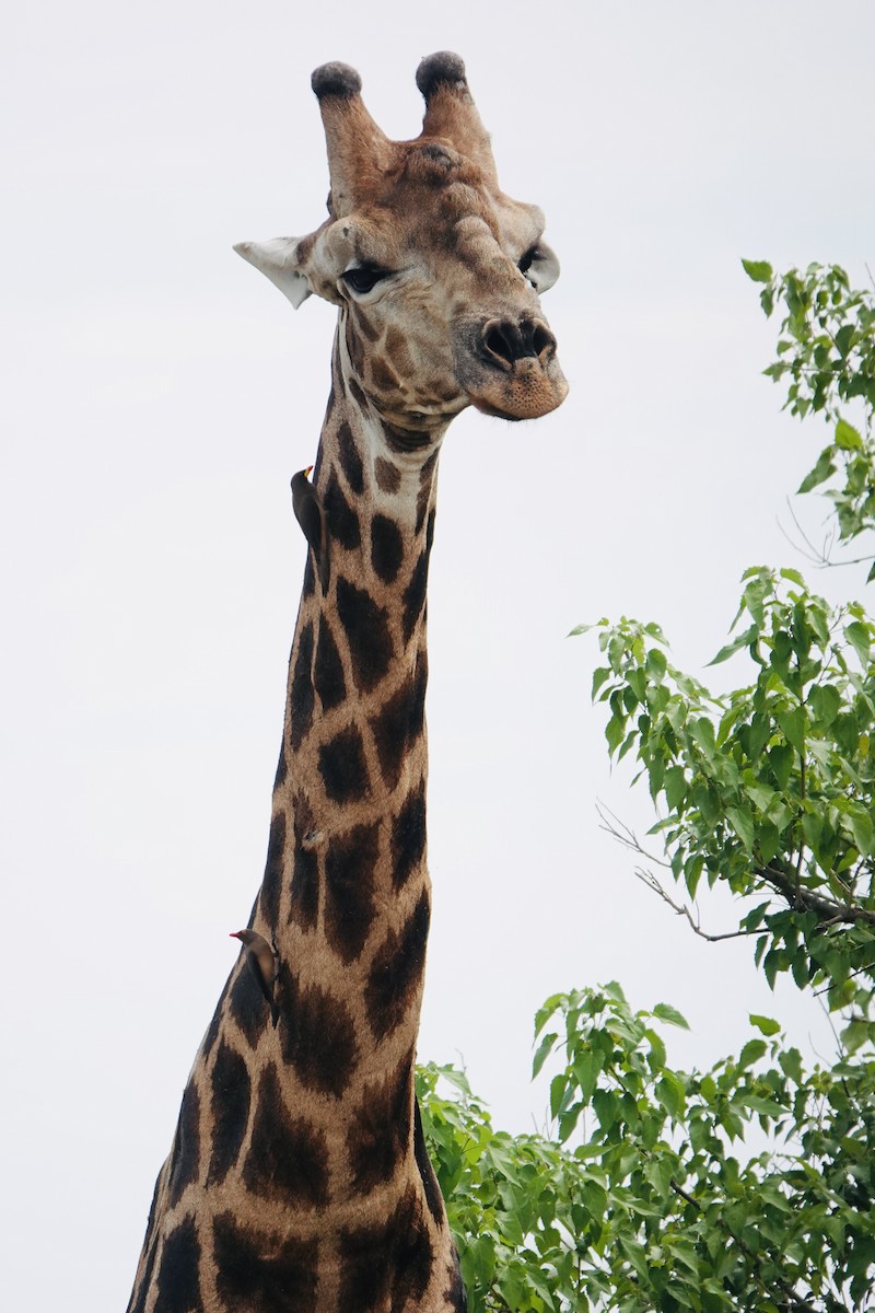 Yellow-billed Oxpecker - ML646778542