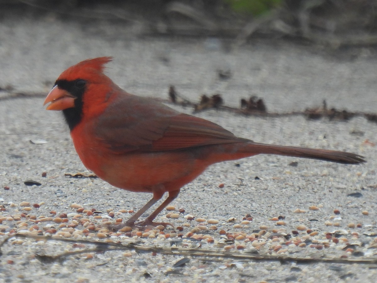 Northern Cardinal - ML646778545